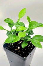 Set of 4  healthy kaffir lime plants, 2-4 inches tall. picture