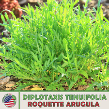 500 Roquette Arugula Seeds, Host Plant for Southern Great White Butterfly picture