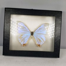Mother Of Pearl Butterfly Morpho Sulkowski  Taxidermy Display Male From Ecuador  picture