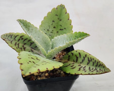 Kalanchoe gastonis bonnieri, Donkey ear rare succulent plant cacti 3