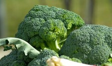 5000 Waltham 29 Broccoli Seeds - Non-GMO Heirloom Broccoli Seeds - Bulk Seeds picture