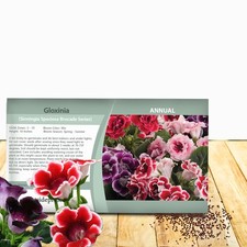 50 Seeds Gloxinia Seeds - Florist's Gloxinia Sinningia Speciosa Flower Seed picture