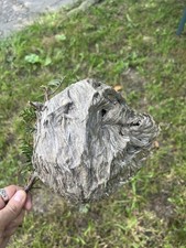 Authentic Small size Bald Faced Hornets Nest picture