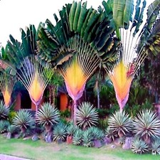 TRAVELERS PALM TREE SEEDS (Ravenala madagascariensis) Bird of Paradise Plant  picture