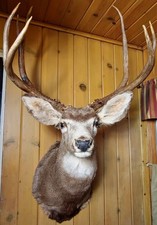 Large Mule Deer Mount Taxidermy Trophy  picture