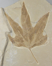 Sycamore, Macgintea wyomingensis,  Leaf Fossil, Bonanza, Utah picture
