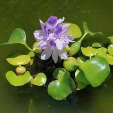 6+ live Water HYACINTHS PURPLE (INSECT FREE) Floating Pond Filter Fast  Shipping picture