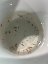 Live Brine Shrimp - Artemia franciscana - Live Food - quantity 150+ picture