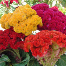 Cristata Mix Celosia Seeds | Non-GMO |  | Seed Store | 1276 picture