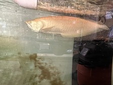 Arowana Freshwater Tropical Aggressive Expert Level Male Live Aquarium Fish picture