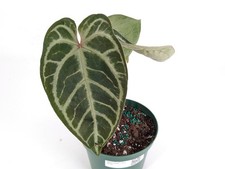 Anthurium Red Crystal x SKG Silver     picture