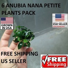 6 Rare anubia nana petite plants Easy Aquarium aquascaping planted tank      picture