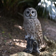 SoReal Brown Barred Owl on branch | Handcrafted Decorative Bird Statue picture
