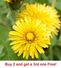 2,000 Dandelion seeds - Taraxacum Officinale picture