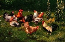 Vintage Victorian Postcard 1907 Roosters & Chickens (SIGNED) picture