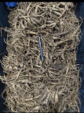 Premium Fresh Wild Ginseng (170 grams) picture