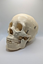 Medical Anatomical Precision Model Human Skull Antique picture