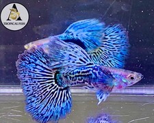 1 Trio - Blue Dragon Indo Live Guppy Fish Grade A High Quality VIP picture