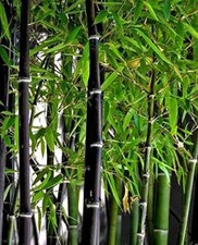 100 Rare Black Bamboo Seeds to Grow Black Bamboo picture