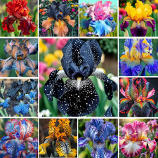 200+Mixed Rare Iris Flower Seeds to Plant Outdoor- Perennial Beautiful Blooms picture