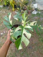 Real Picture Rhaphidophora Tetrasperma Variegated Lush Leaves picture