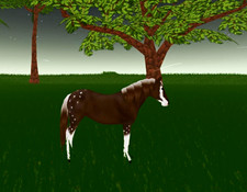 Wild Horse Islands THROWBACK EVENT HORSE / Hot Coco Musty picture