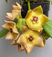 Hoya cv. ruthie 8-12 inches well rooted, Shipped bare root picture