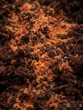 200+Orange (Yuukianura-aphoruroides)Flash SaleReptile Supply/Feeders picture
