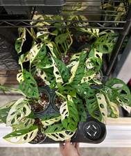 Monstera Adansonii Albo Cutting, Monstera Adansonii Albo Rooted Plant picture