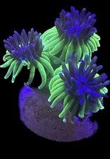 Live Coral Galaxea Sonic The Hedge Hog 3/4