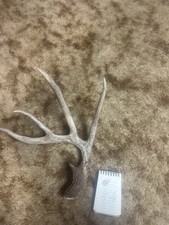 Deer Shed Perfect For display Or Mancave picture