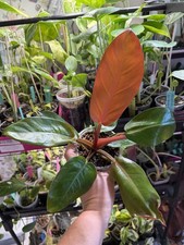 Prince of Orange Philodendron Live Potted Houseplant 4 in picture
