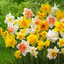 Garden State Bulb All-In-One Mixed Daffodil Flower Bulbs, 12/14cm, Fall Planting picture
