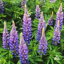 Lupine WILD PERENNIAL Hummingbird & Bee Favorite Heirloom Pure Non-GMO 100 Seeds picture