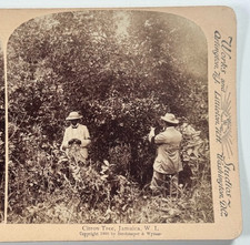 Citron Tree, Jamaica, W. I. Antique Vintage Stereoview Card picture