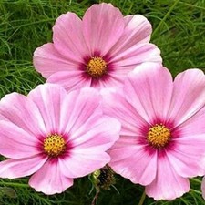 Cosmos GLORIA 3-5’ Tall Huge Flower Blooms Magenta Center Non-GMO 200 Seeds picture