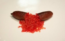 Rare  CRIMSON TIDE Australian Finger Lime- 3 cuttings , no roots- imported picture