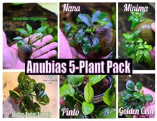 5 Pack of Anubias Plants Live Aquatic Epiphyte Anubias Shrimp Tank Fish Aquarium picture