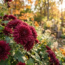 50 carefully packed Maroon Chrysanthemum Seeds - Beautiful Garden Flowers picture