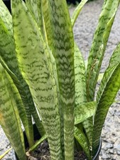 5 Rooted Snake Plants Sansevieria Hawaii Bulk Air Purify Mother in Law Tongue picture