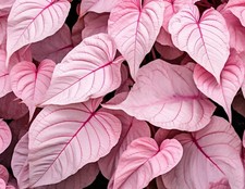 6 Pinky Swear Caladium Bulbs for Planting - Perennial Hosta, Elephant Ears picture