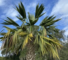 Sabal lisa palm – Extremely Rare Collector Palm | 1 Gallon Size | picture