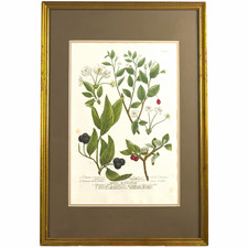 Weinmann Cherry Mezzotint 1739 | Antique Hand-Colored Berries & Botanical Print  picture