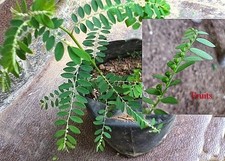 100% Dried Phyllanthus Amarus Leaves All Natural Thai Ewe Eyin Olobe FEVER picture