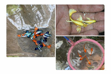 10+ High Grade Mixed Guppies – Koi Red Ear & Dumbo Red Tail & Full Gold 24K picture