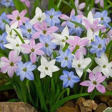 Pretty Imported Double Rain Lily MultiColour Flower Bulbs Pack Of 2 Bulbs picture