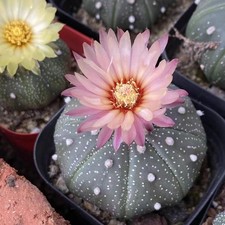 No Spine Star Cactus (Astrophytum asterias) Perfect for Home & Office Decor picture