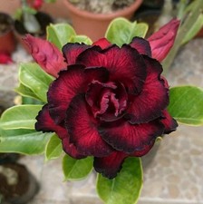 One  Triple Desert Rose Black and Red seedling Plants color as shown. picture