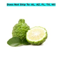 Makrut Thai Semi-Dwarf Lime Tree 24