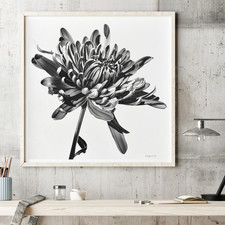Original Cremone Flower Pencil Drawing: Black and White Botanical Art 15x15